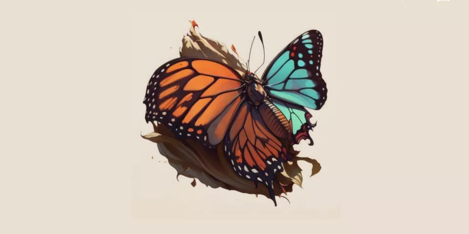 Butterfly metamorphosis.